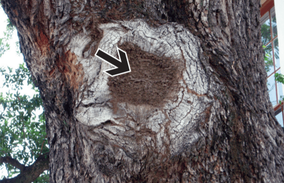Bald Cypress Trees In Louisiana Swamp In Black And White Stock Photo Download Image Now Istock