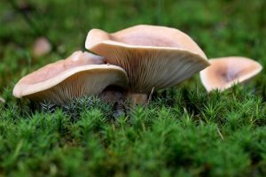 hongos chilenos