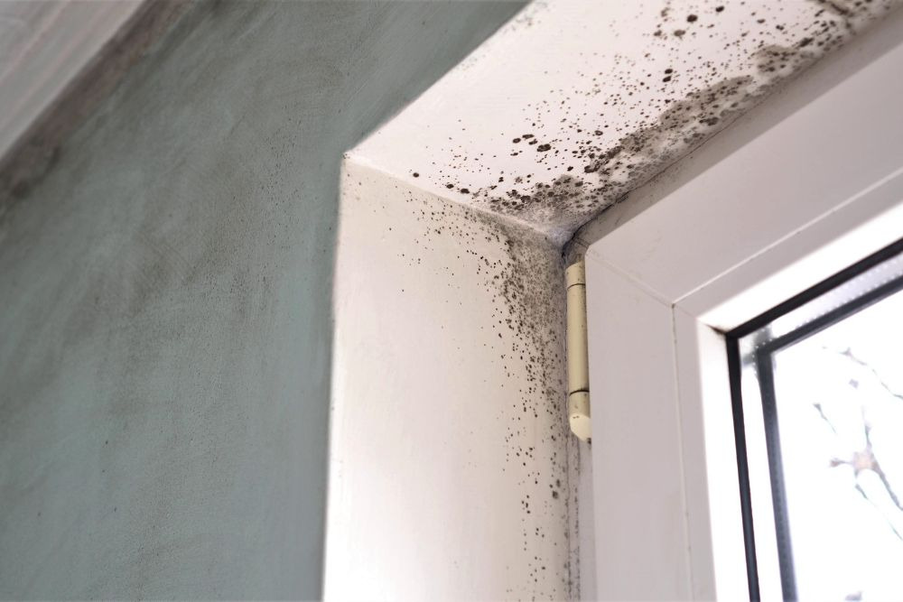 mold growth along a bathroom window