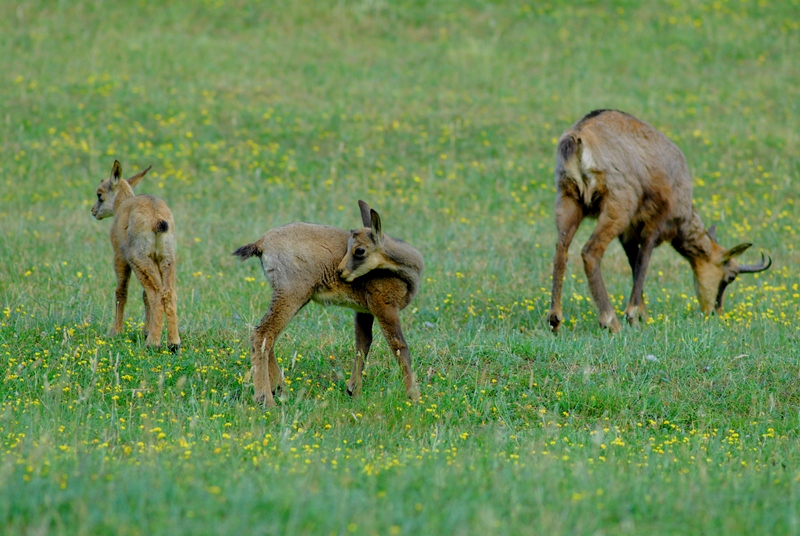 Toscana per bambini: lo zoo di Poppi