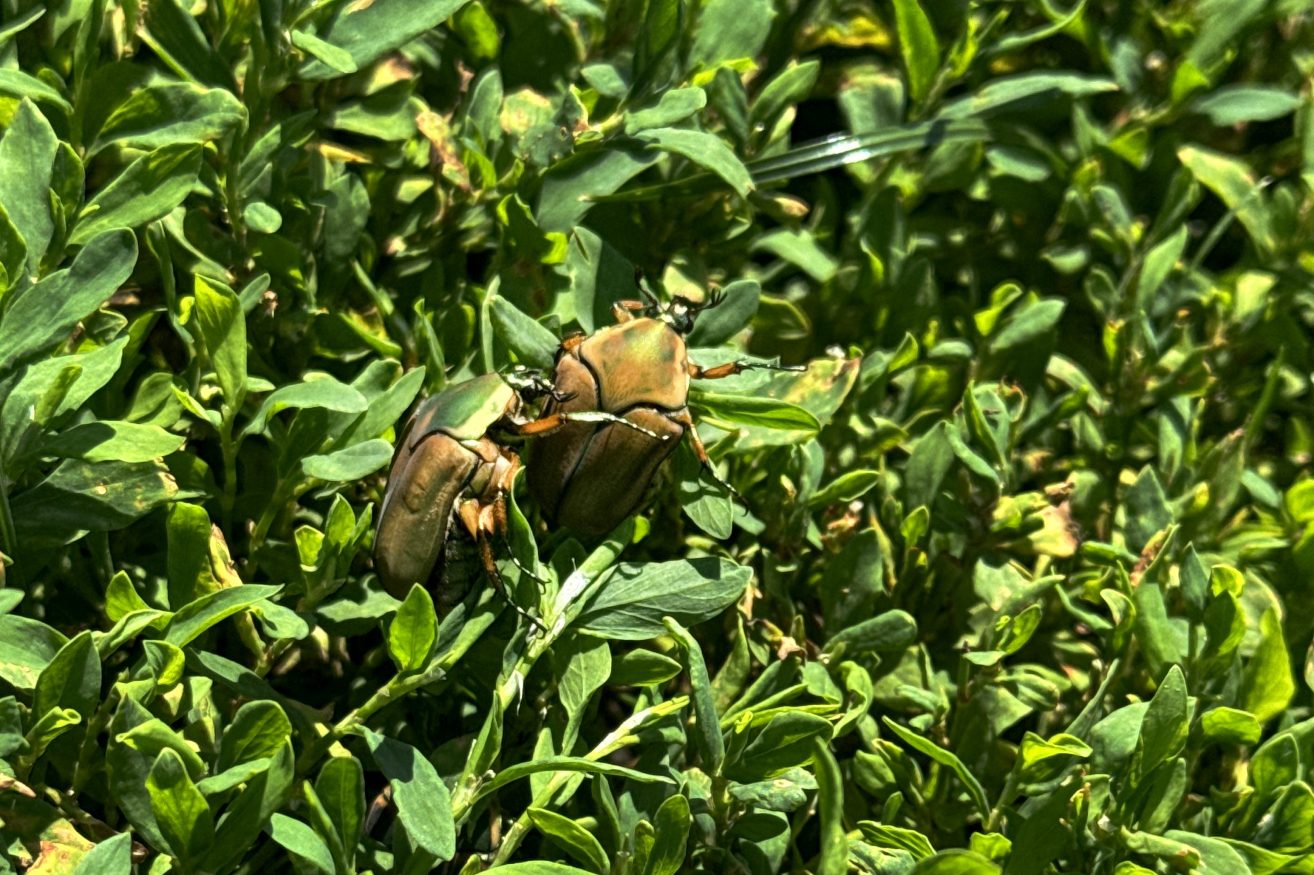 Beetle Invasion: Welles Park's Battle Against Infestation (2026)
