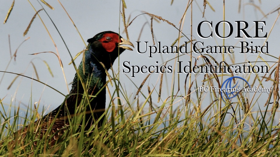 Upland Game Bird Species Identification BC Firearms Academy