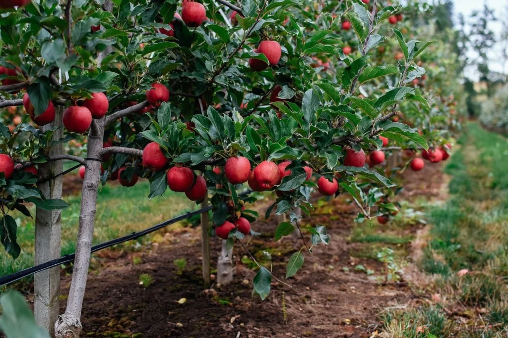 Successful Farming – Willow View Farms