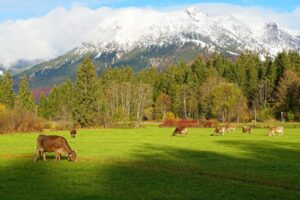 What Every New Rancher Should Know Before Their First Season