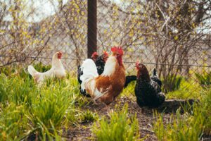 What Makes a Good Small Farm Property