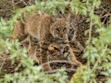 Adolescent Bobcat