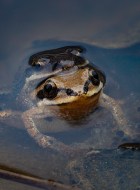 Beware of the frog - ThisVid.com