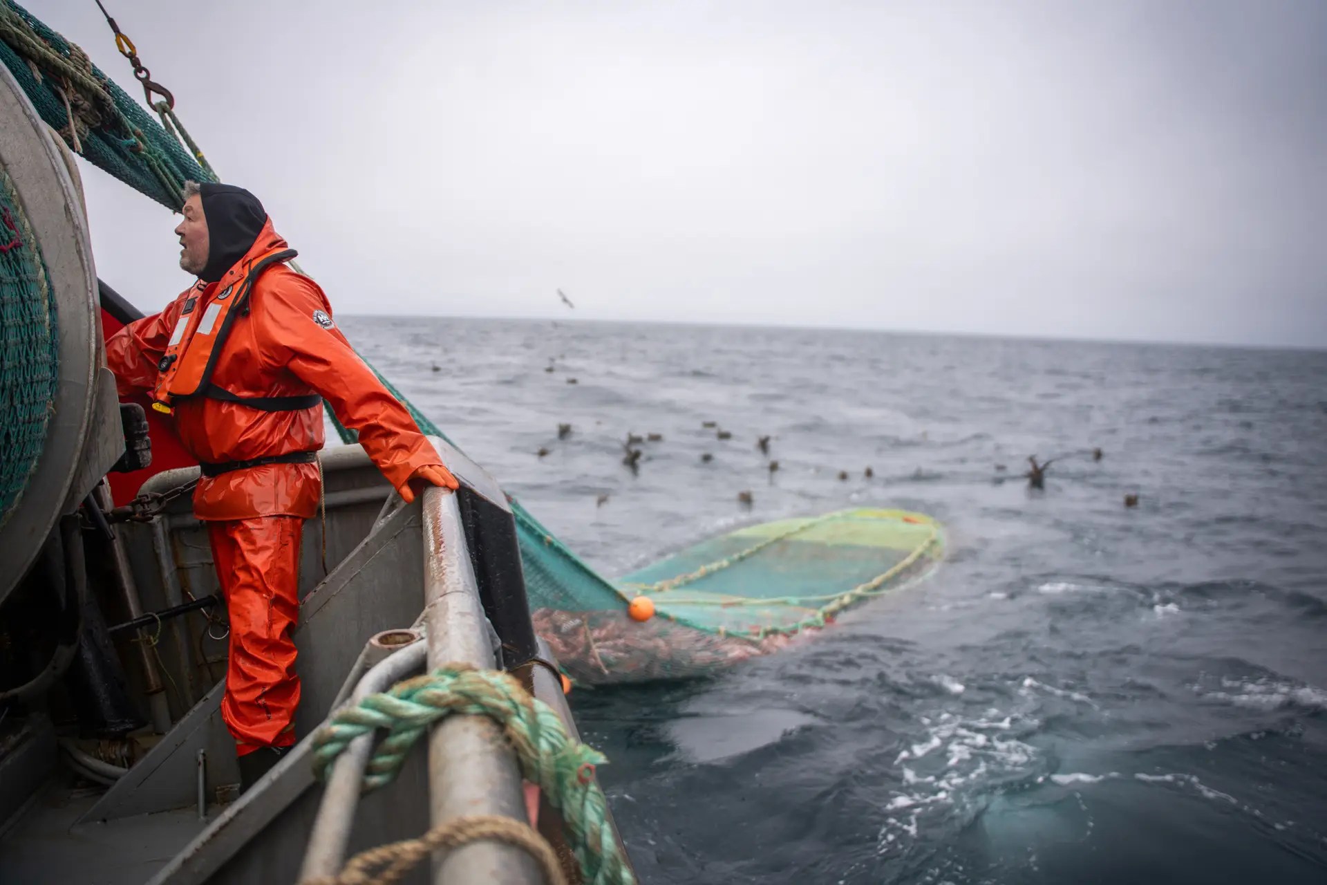 Groundfish harvesting in action