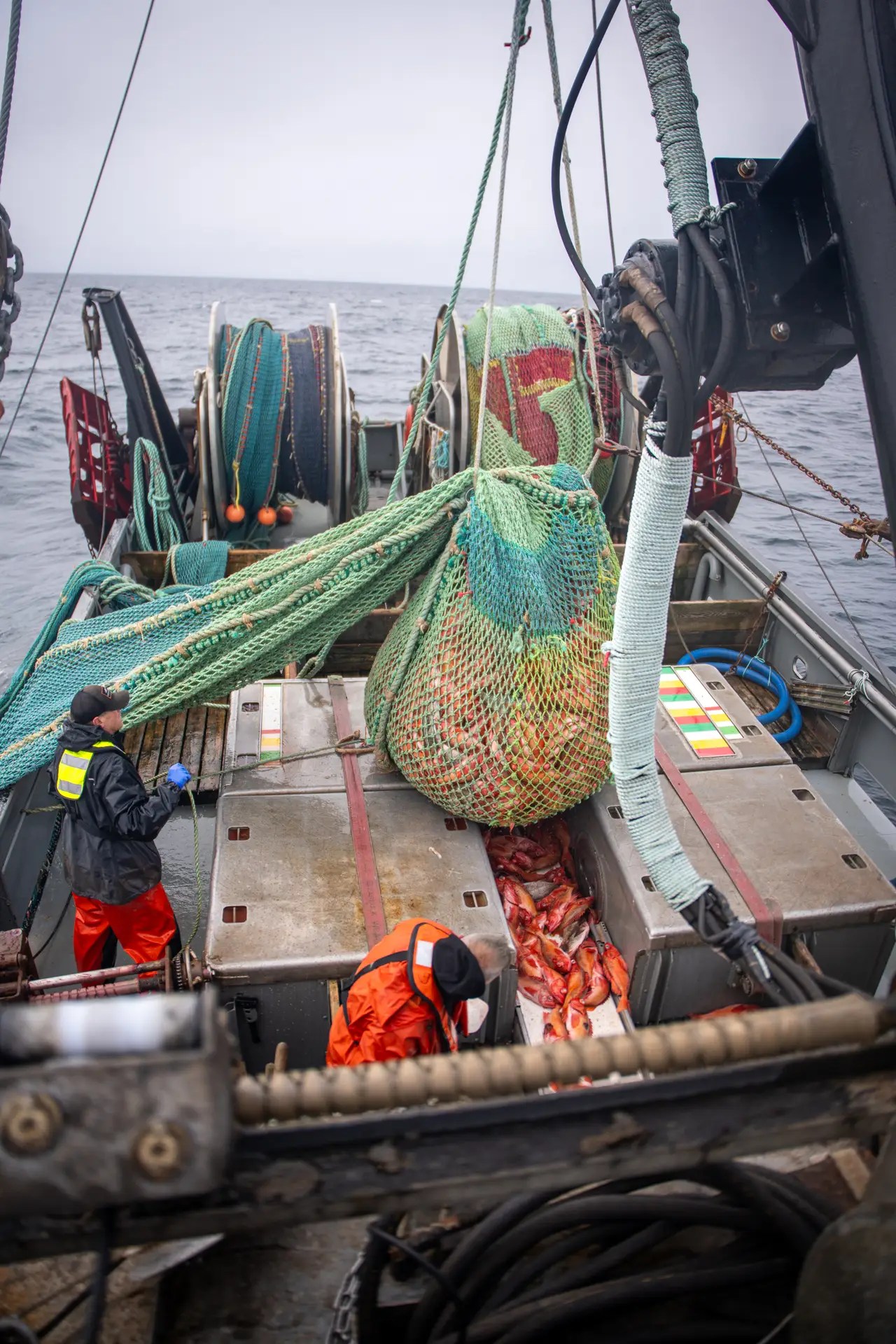 Harvest of rockfish on trawl vessel