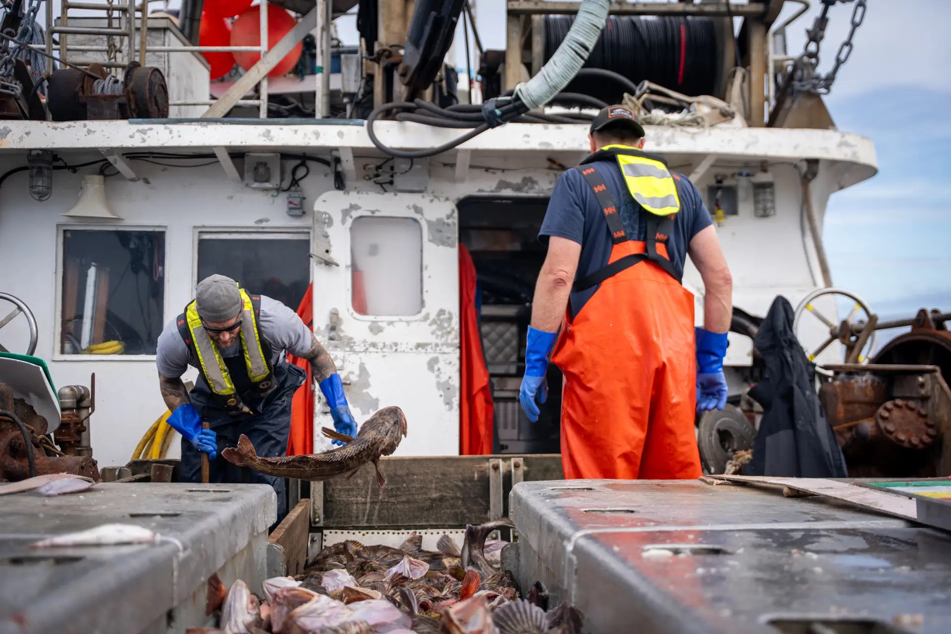 Freshly harvested BC groundfish