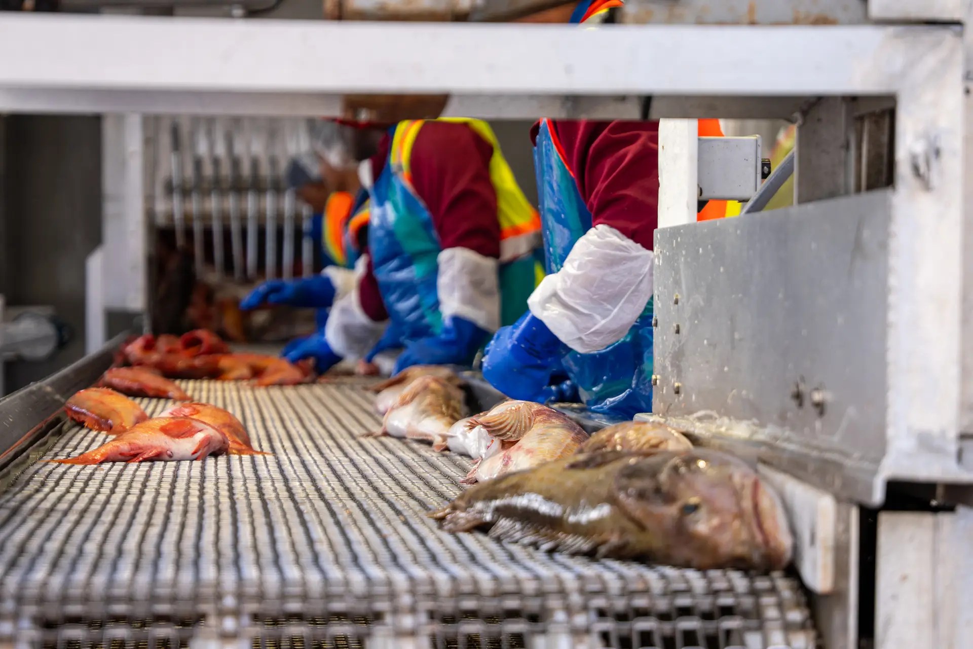 processing fish