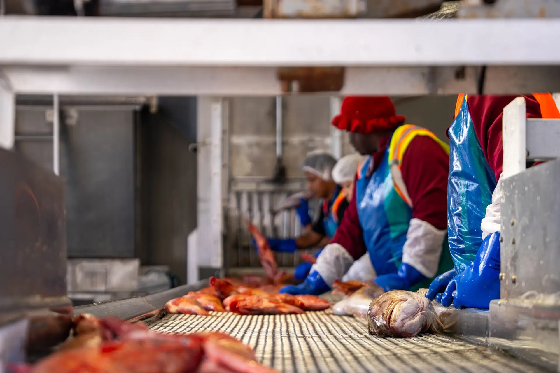 Processing groundfish at a plant