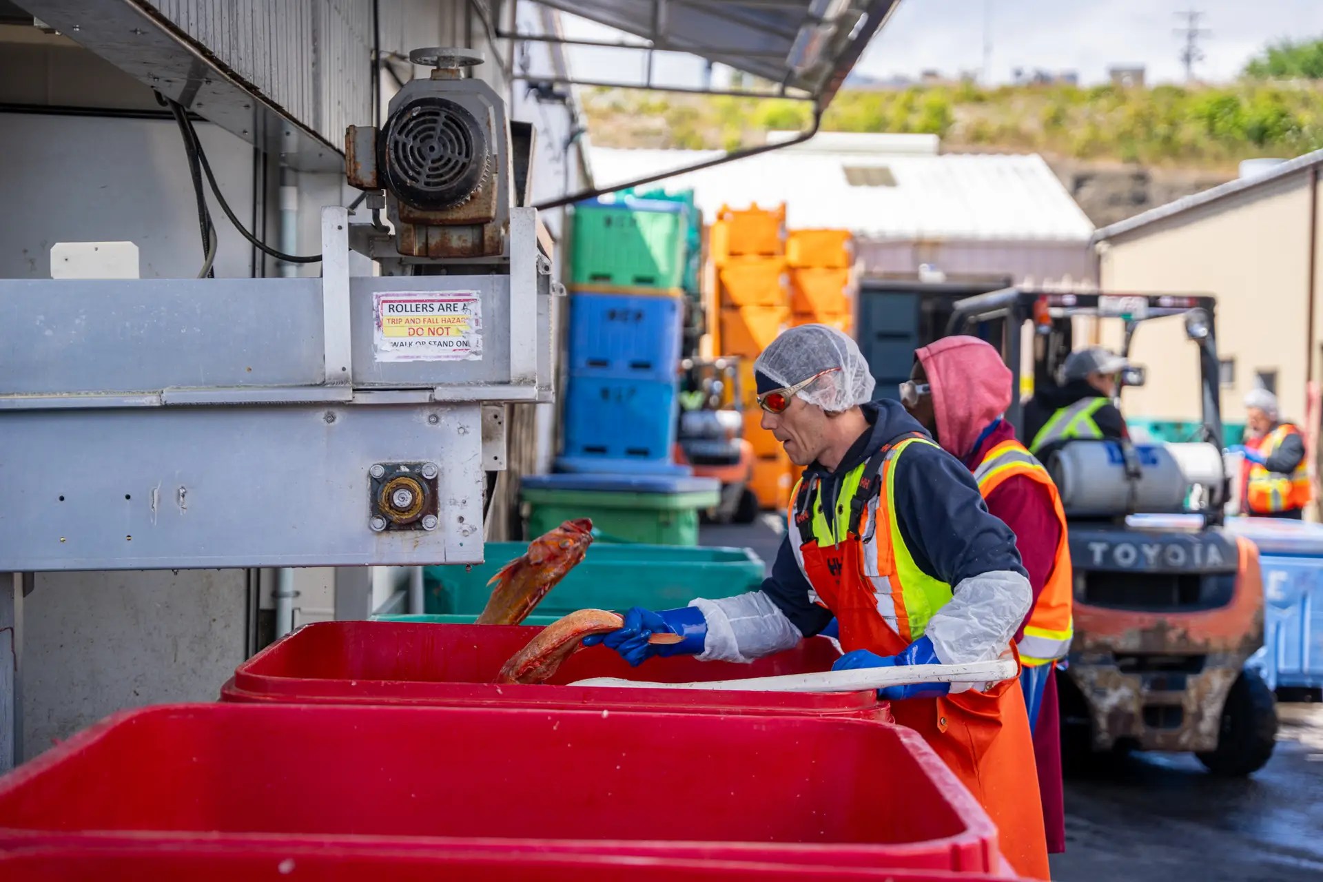 Processing groundfish