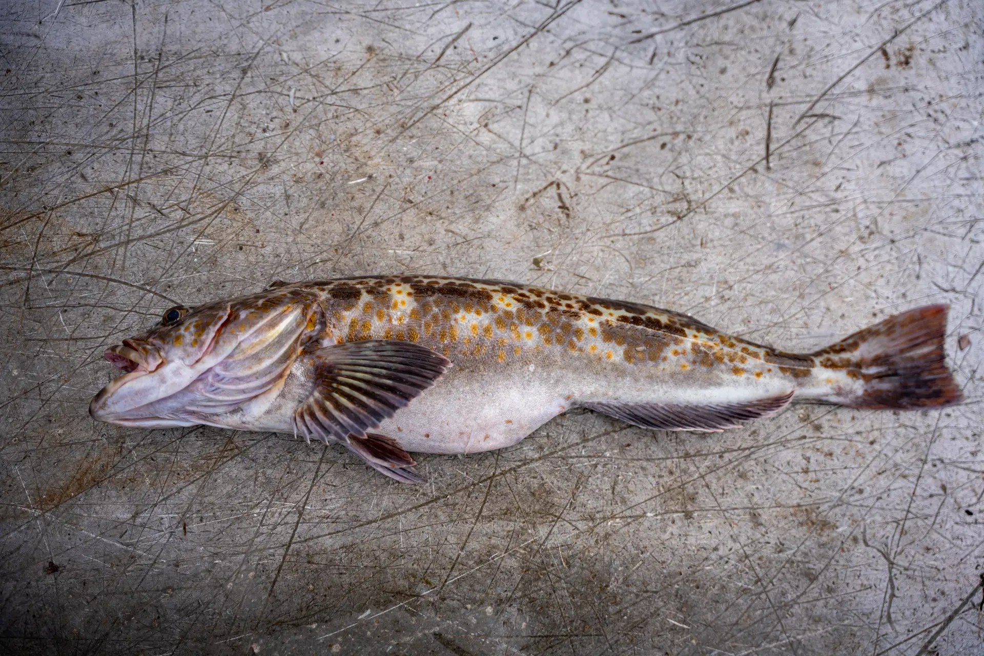 Pacific cod