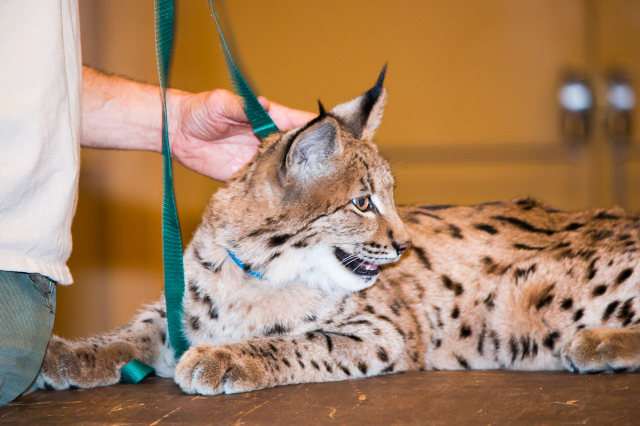 BCTrust Animal Adventures Show Oct'15