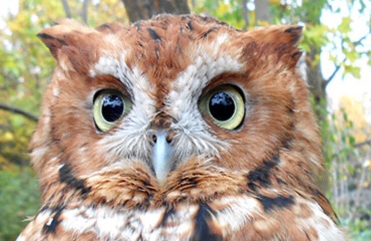 September Event – Introduction to Raptors