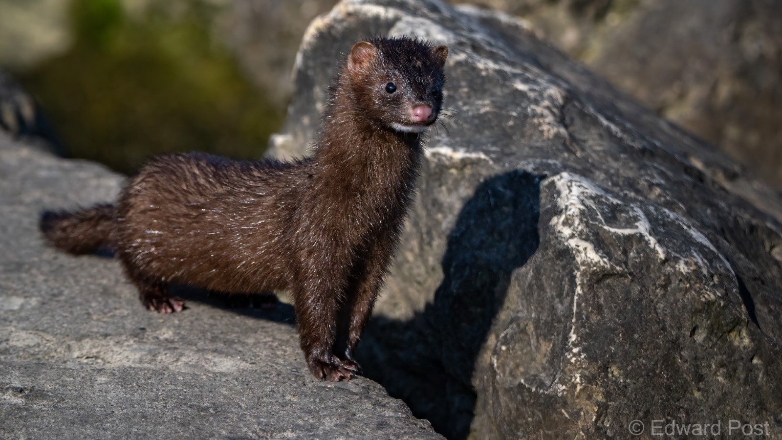 Species Profile — American Mink – BCWF Watershed Team