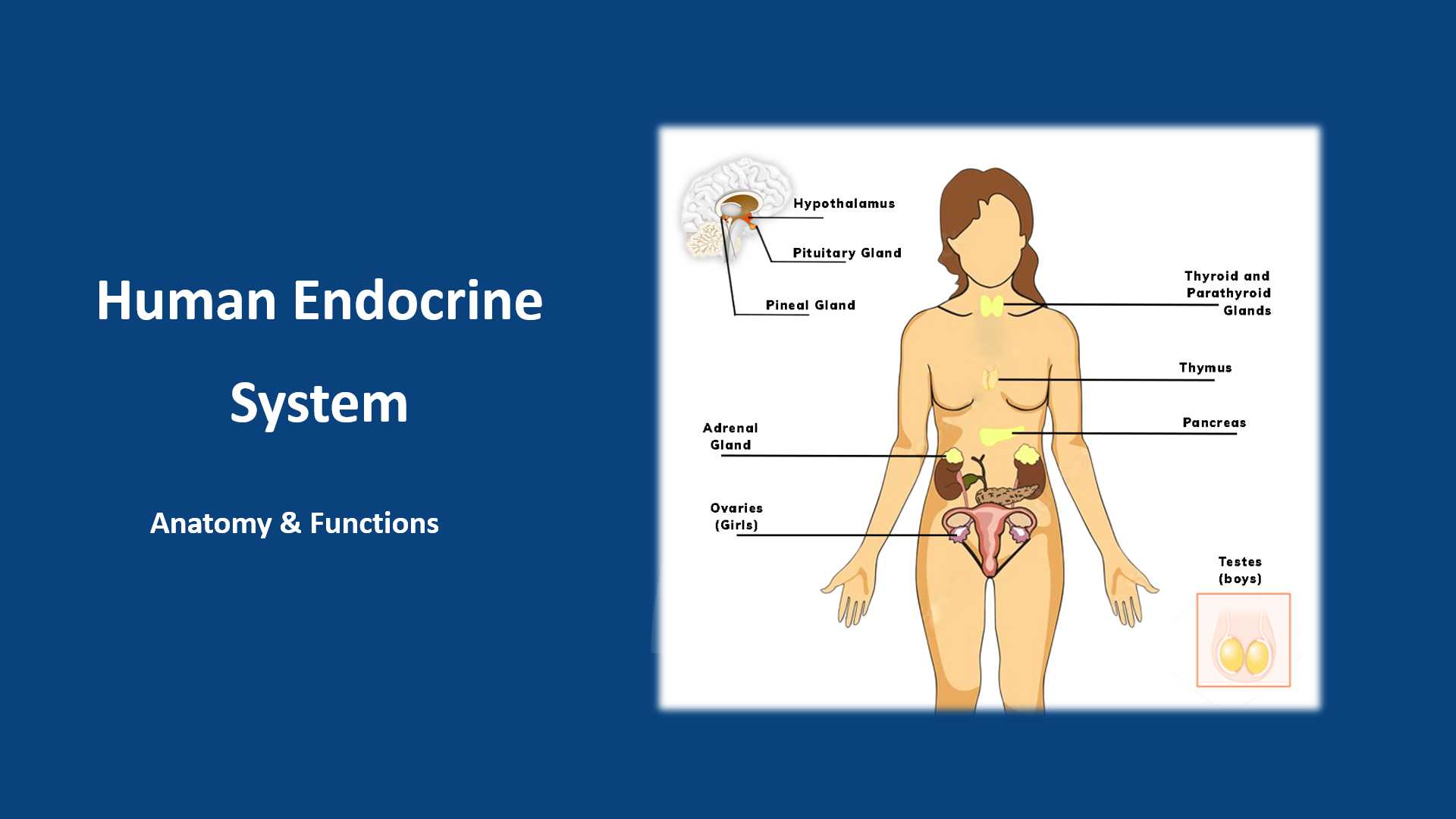 Human Endocrine System