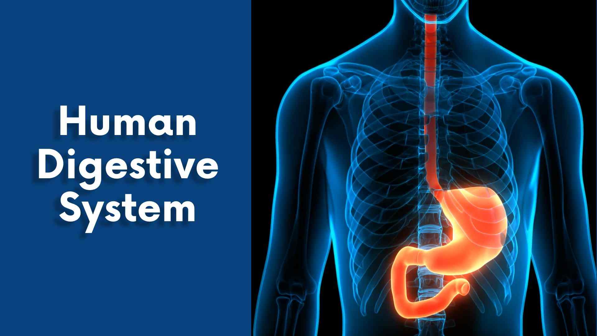 Human Digestive System