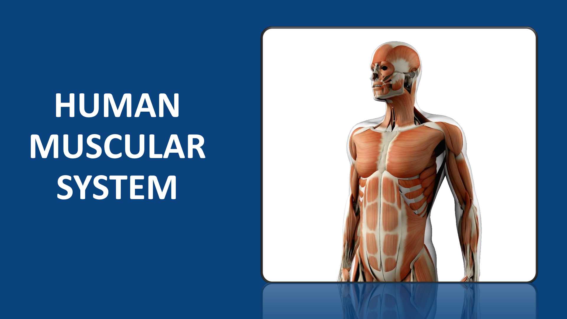 Human Muscular System