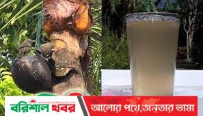 নিপাহ ভাইরাসে মৃত্যু, খেজুরের রস খাওয়ায় সতর্ক থাকার আহ্বান