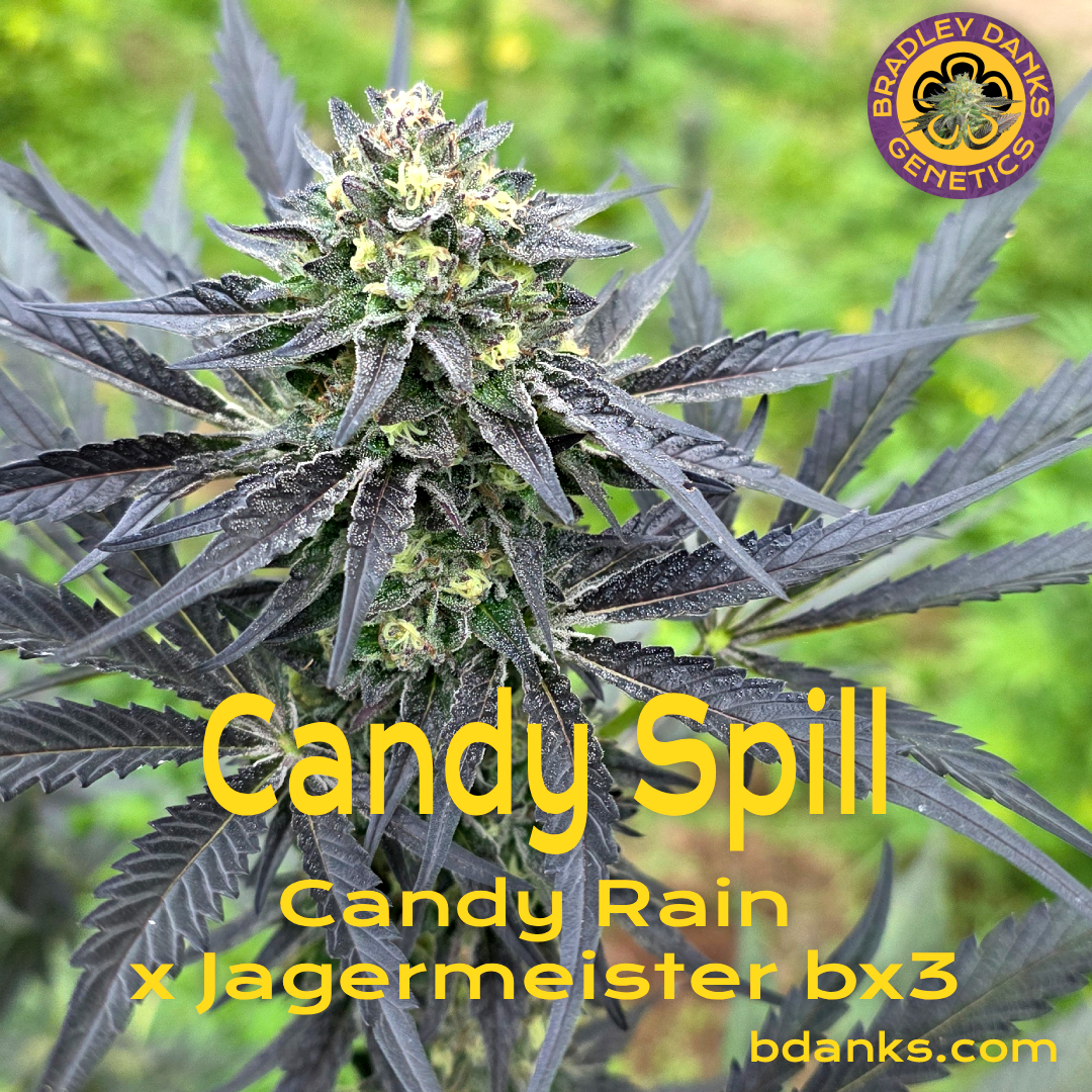 Regular Seeds Archives - Cannabis Seeds For Sale | Feminized