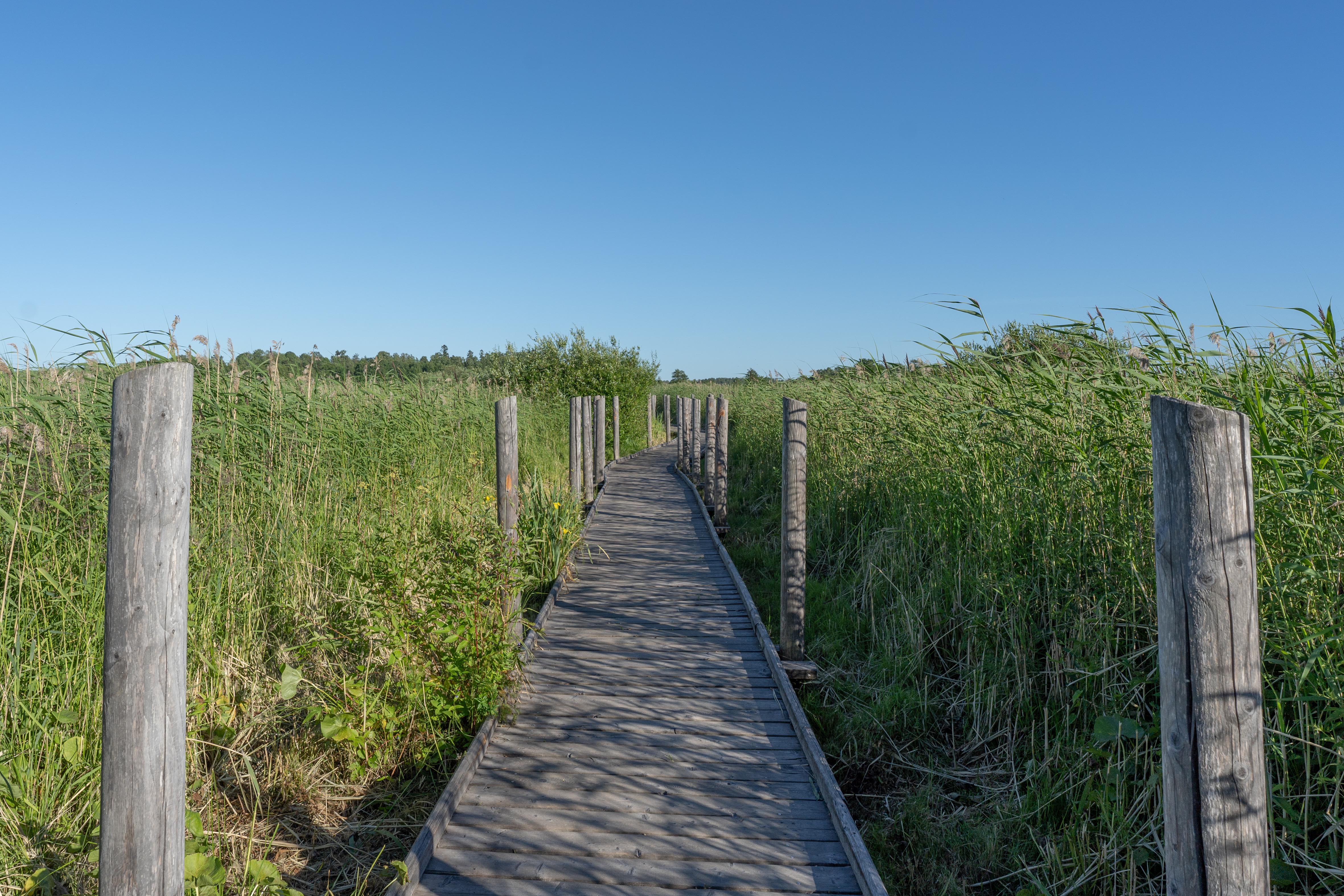 Grassy Walkway