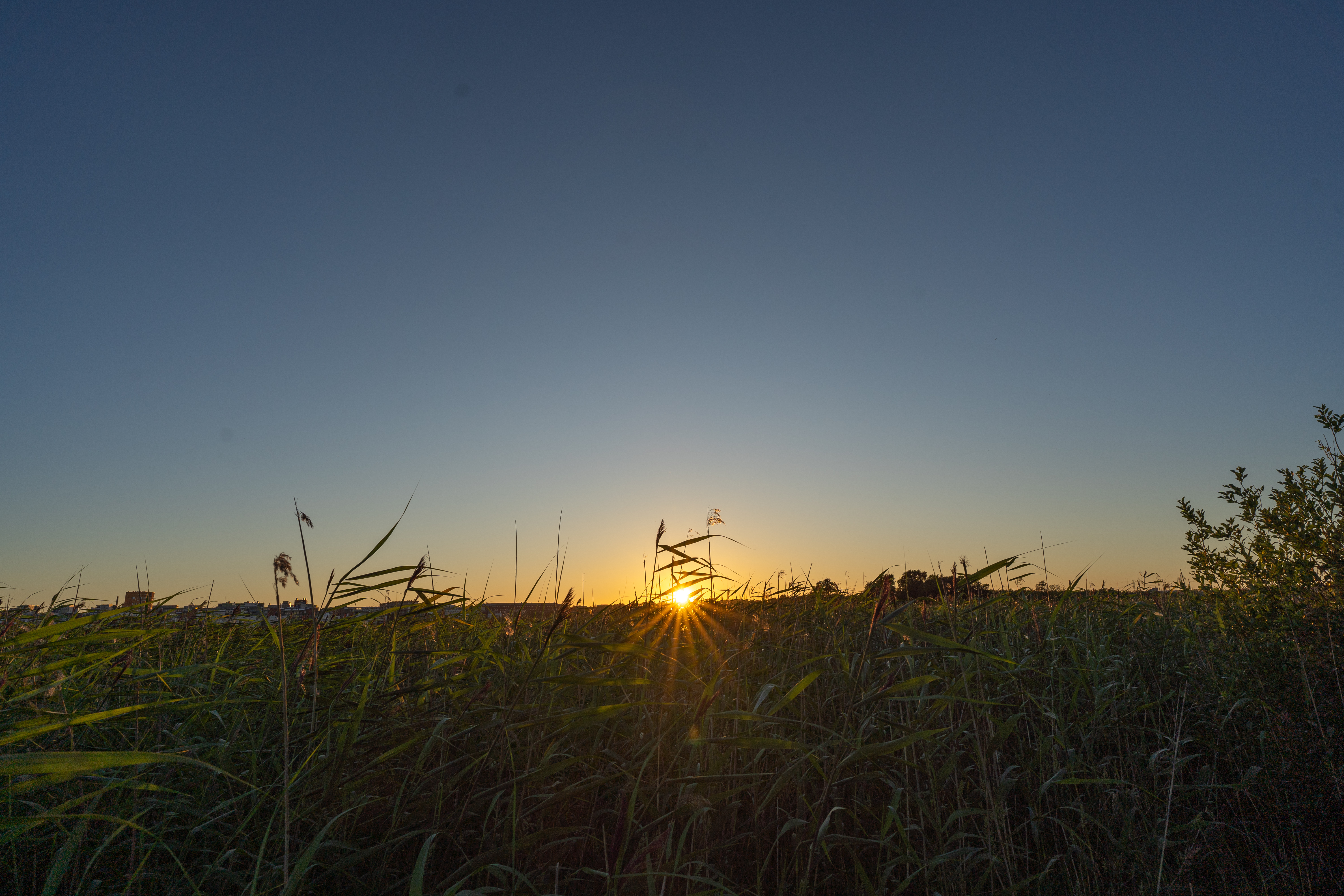 Sunset Rays