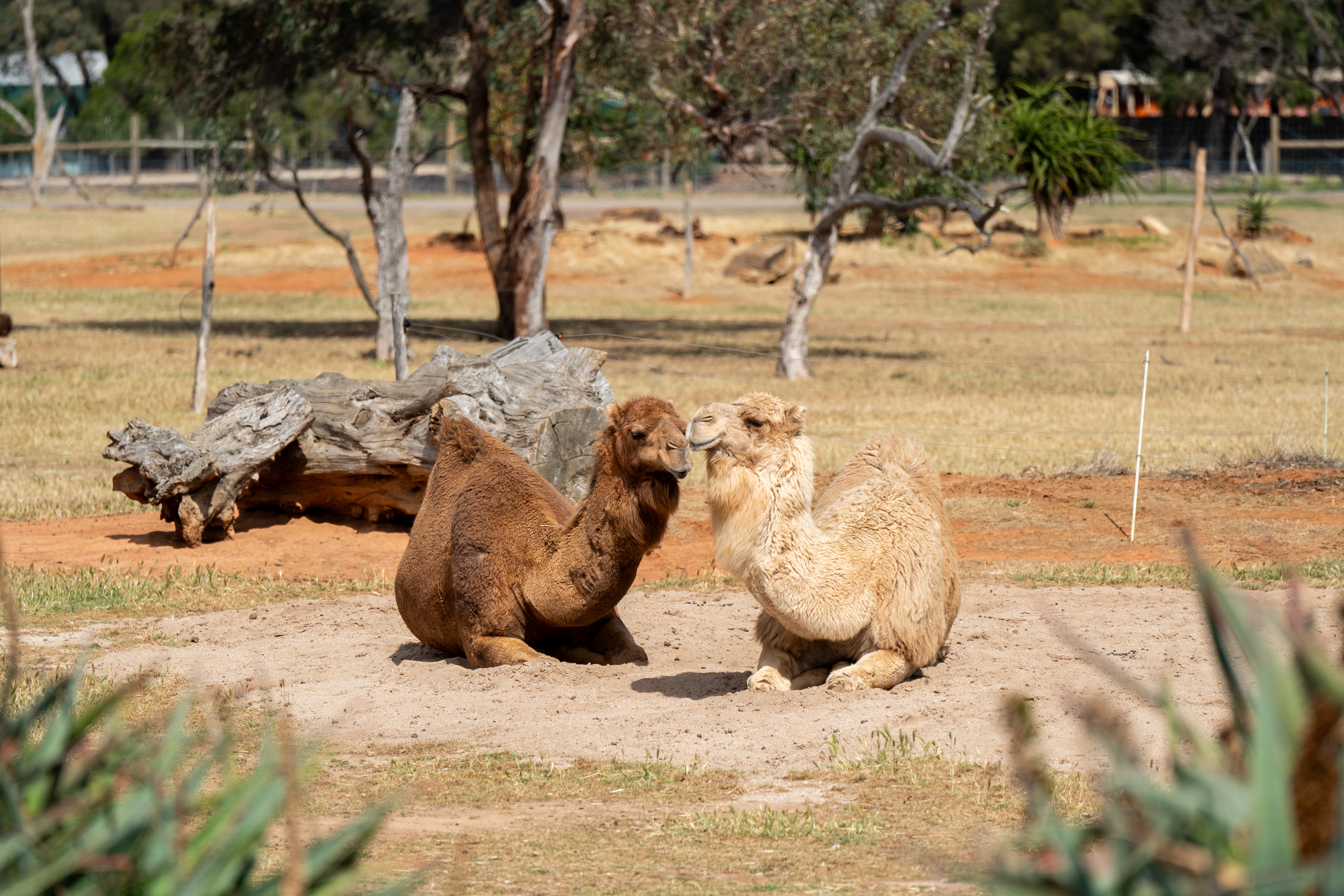 Melbourne Camels