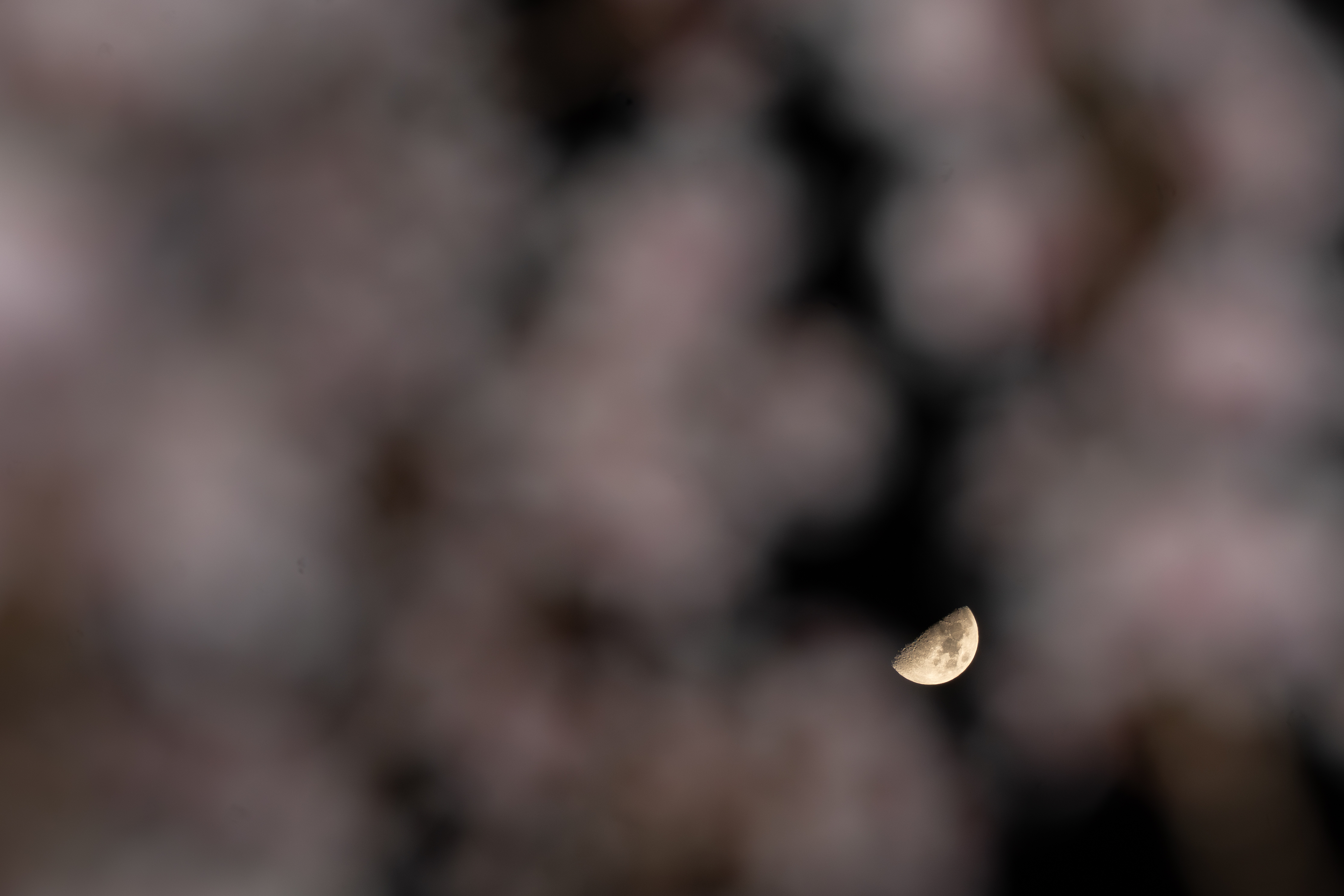 Moon Behind Sakura