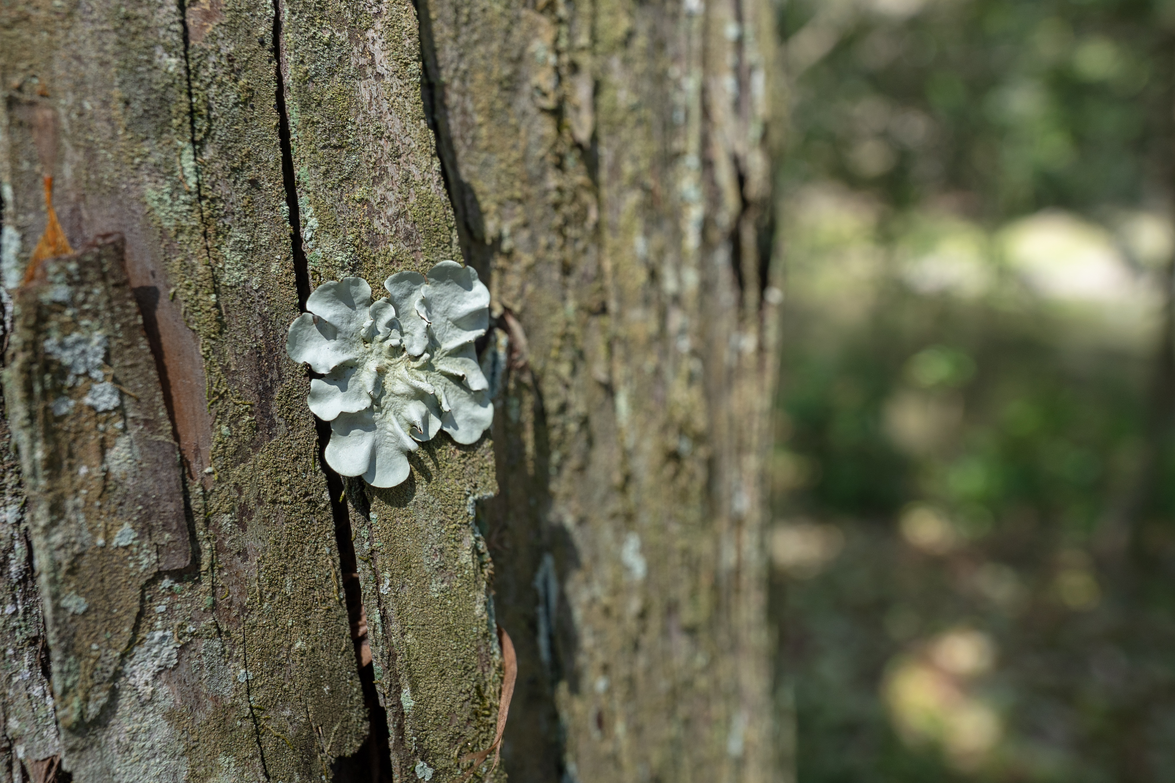 Lichen