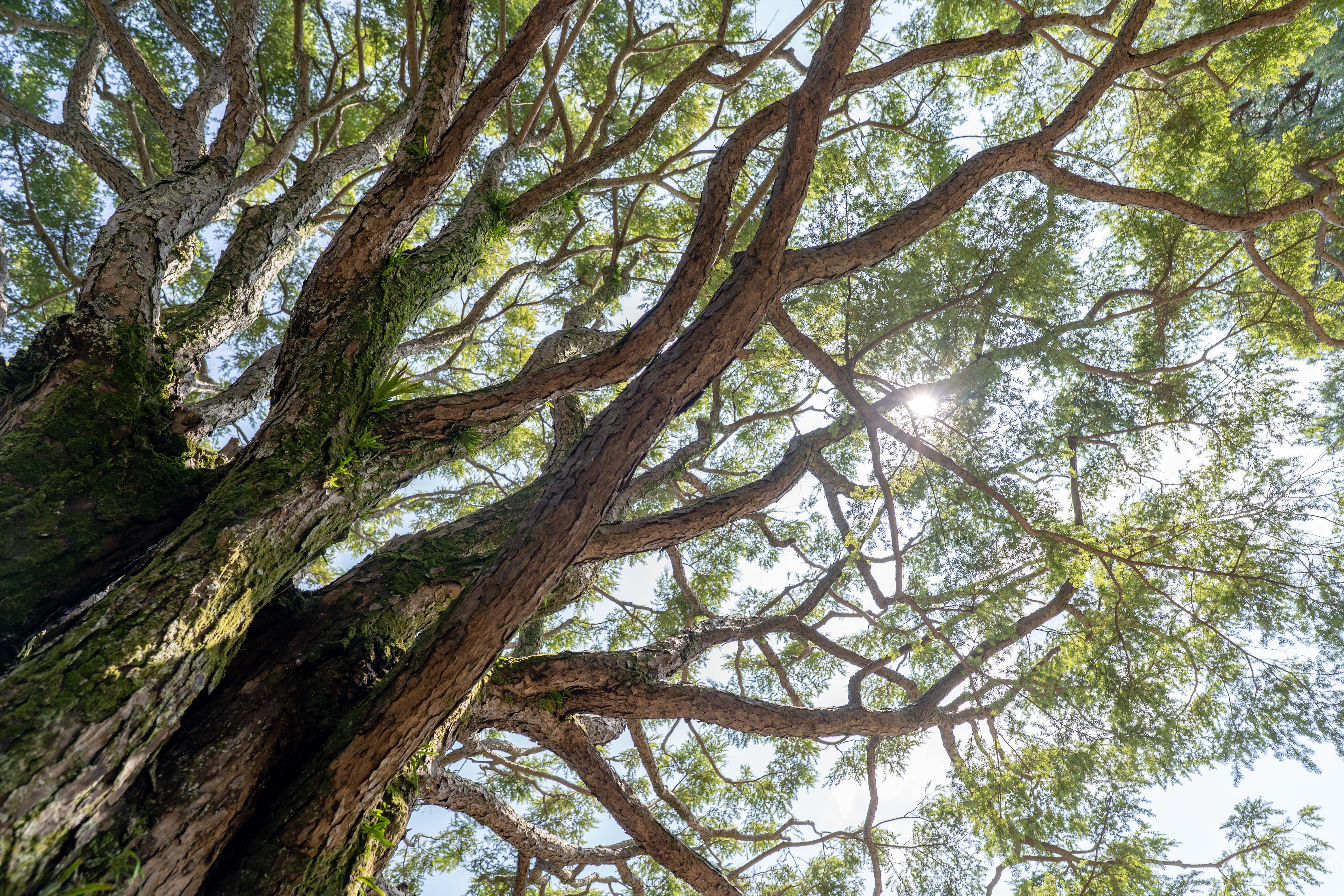 Tree Crowns