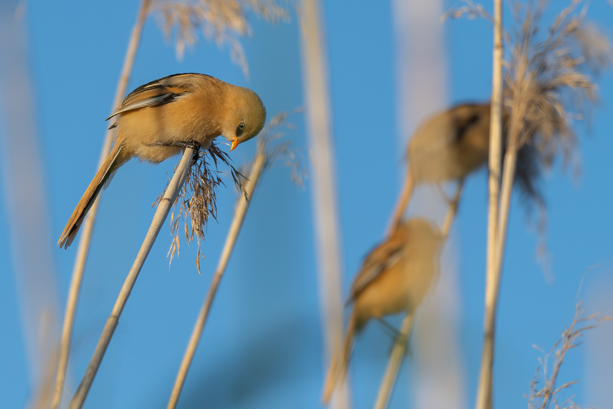 Finland Bearded Reedling