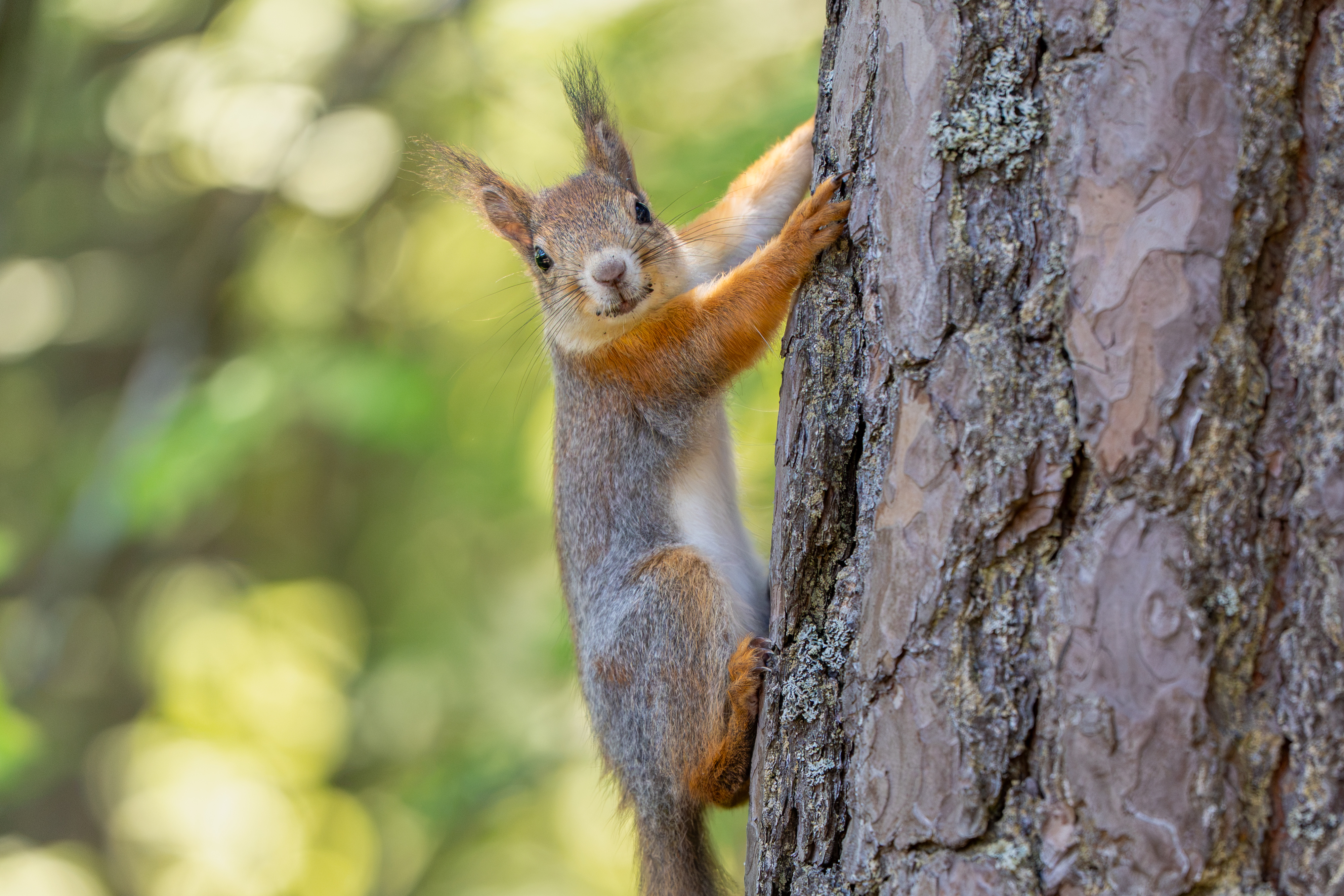 Helsinki Squirrel