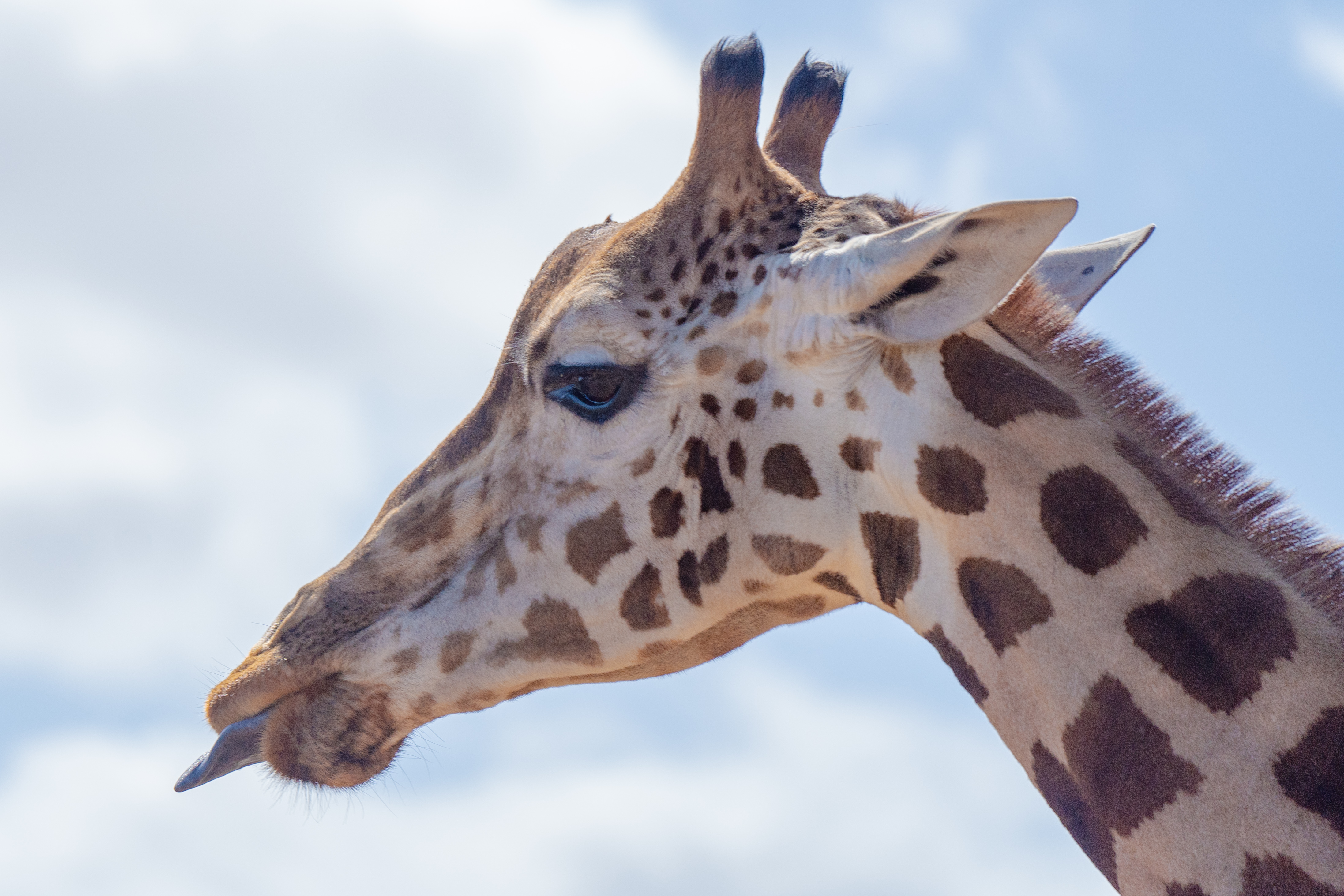 Giraffe