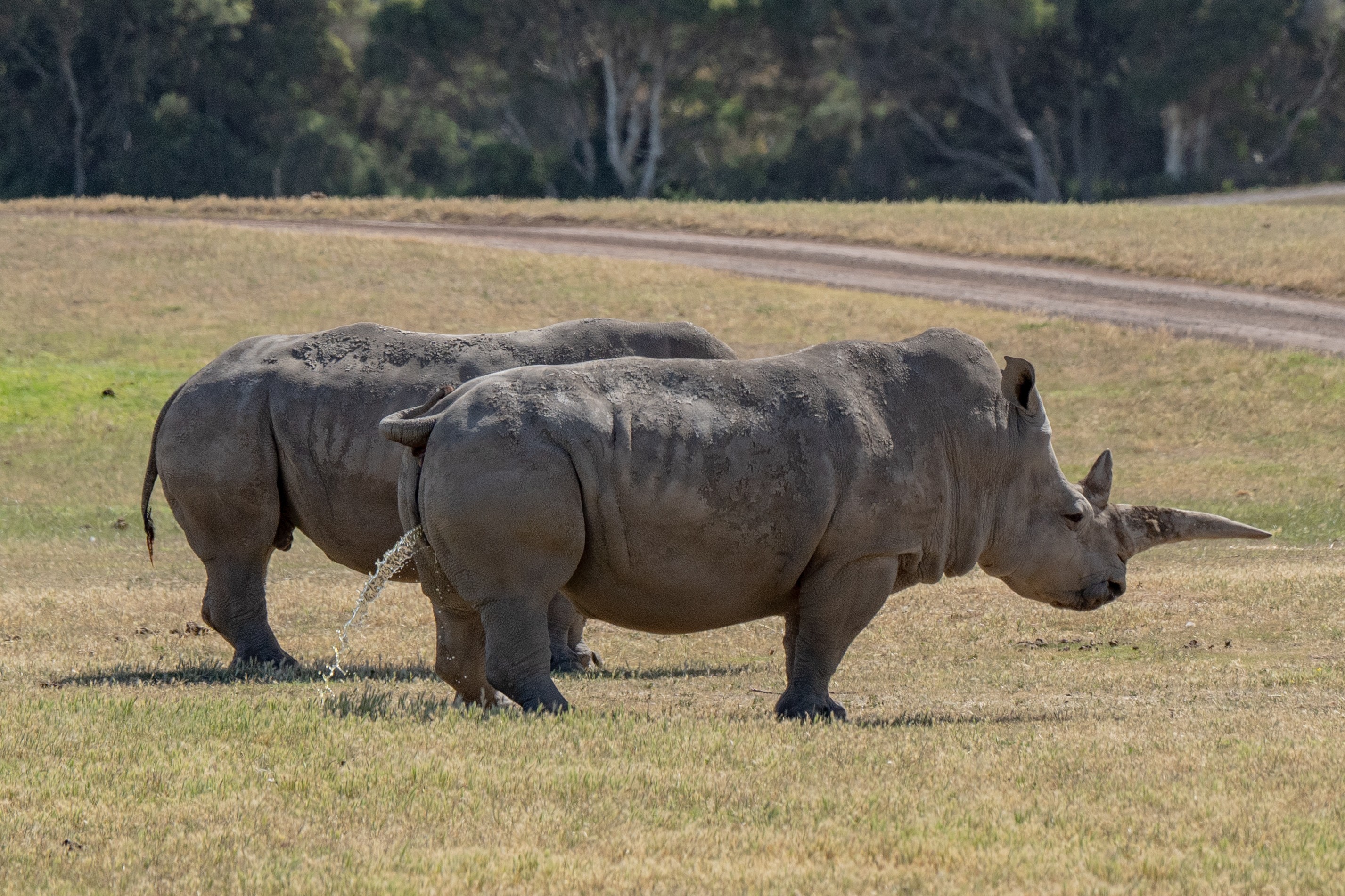 Peeing Rhino