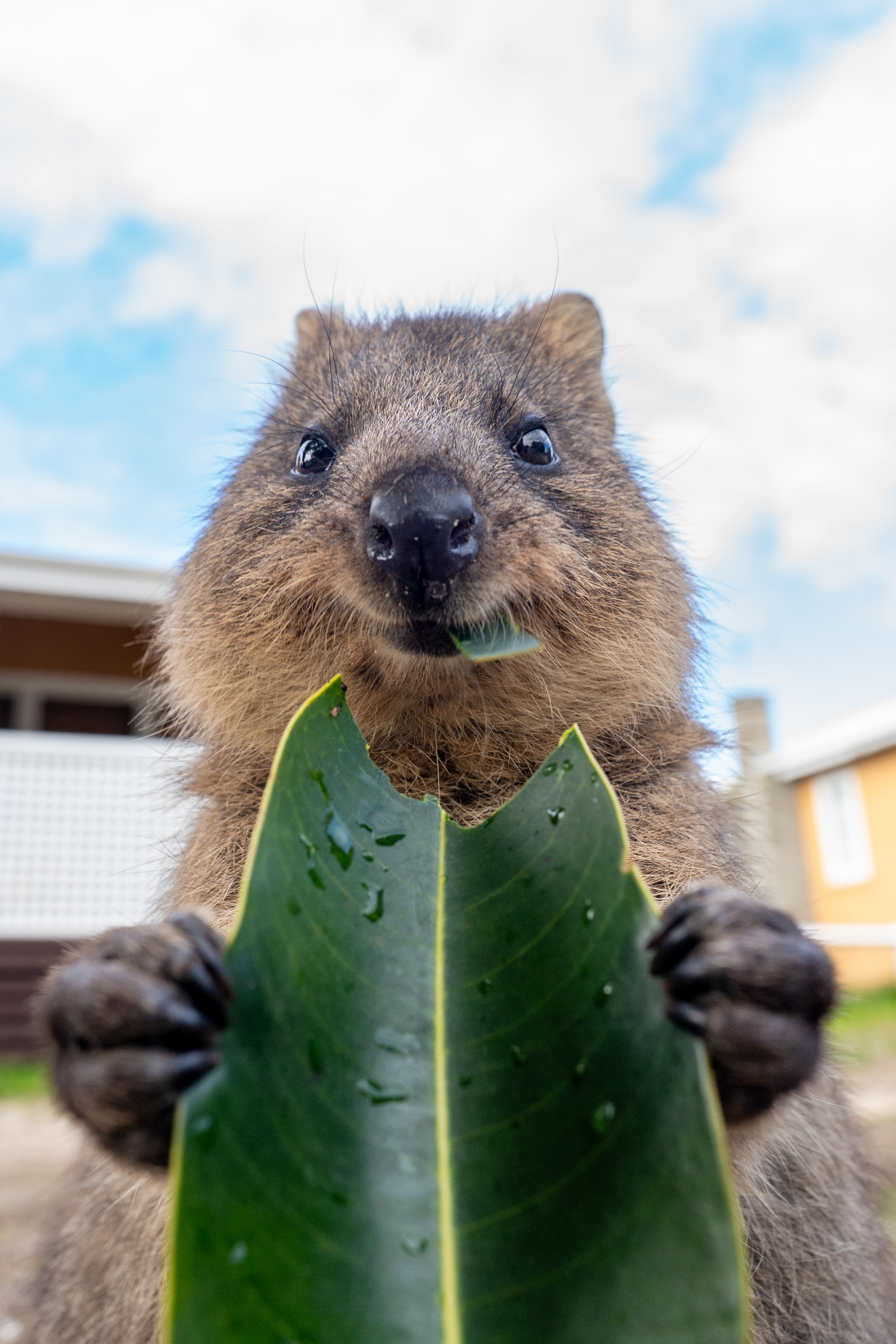 Quokka