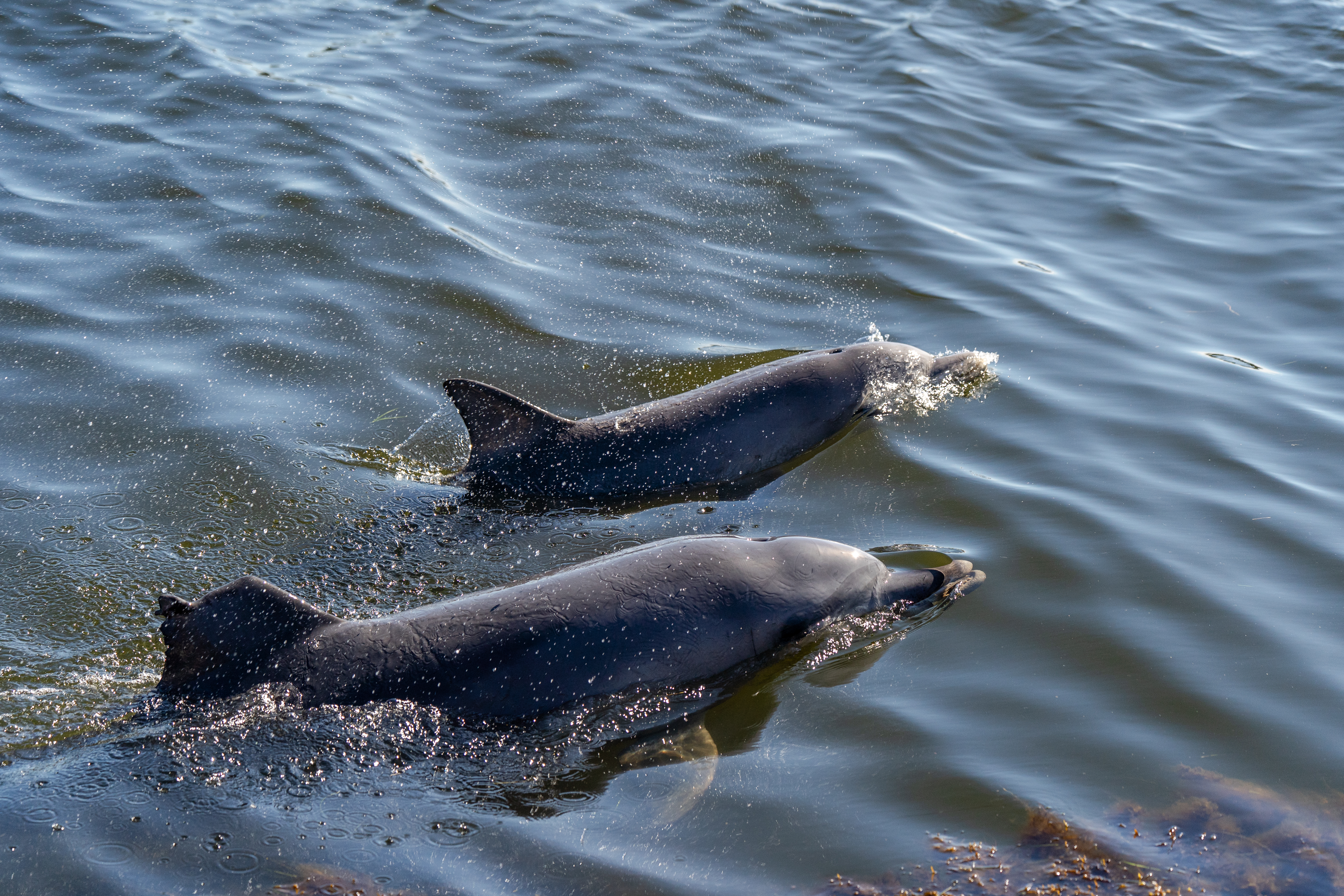 Dolphins