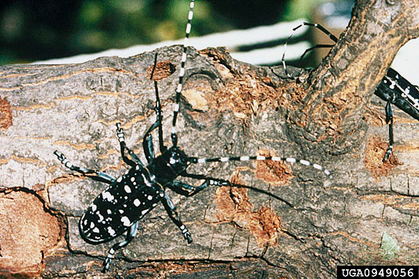 070109_beetle2.jpg