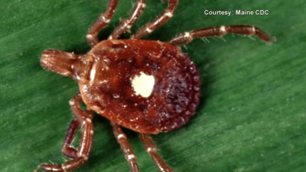 Maine woman develops meat allergy after bite from lone star tick