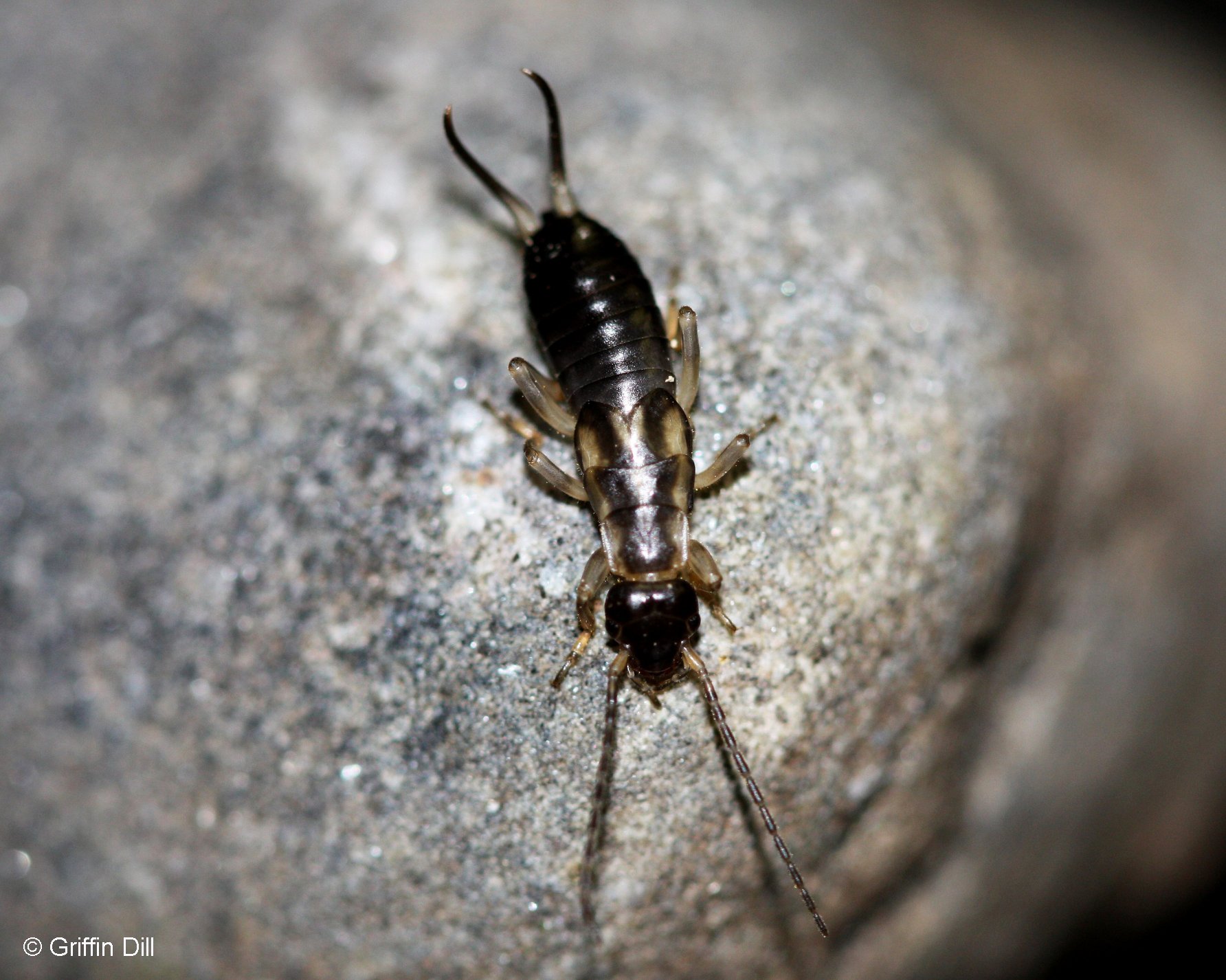 red earwig