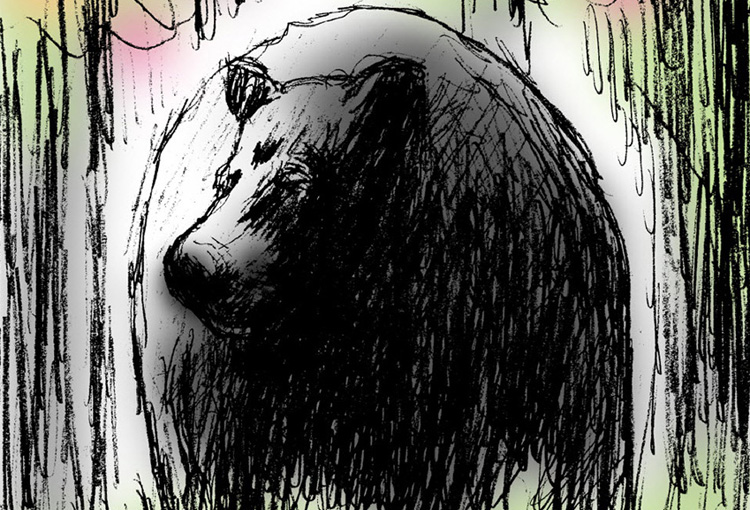 Maine should stop cruel bear hunting practices