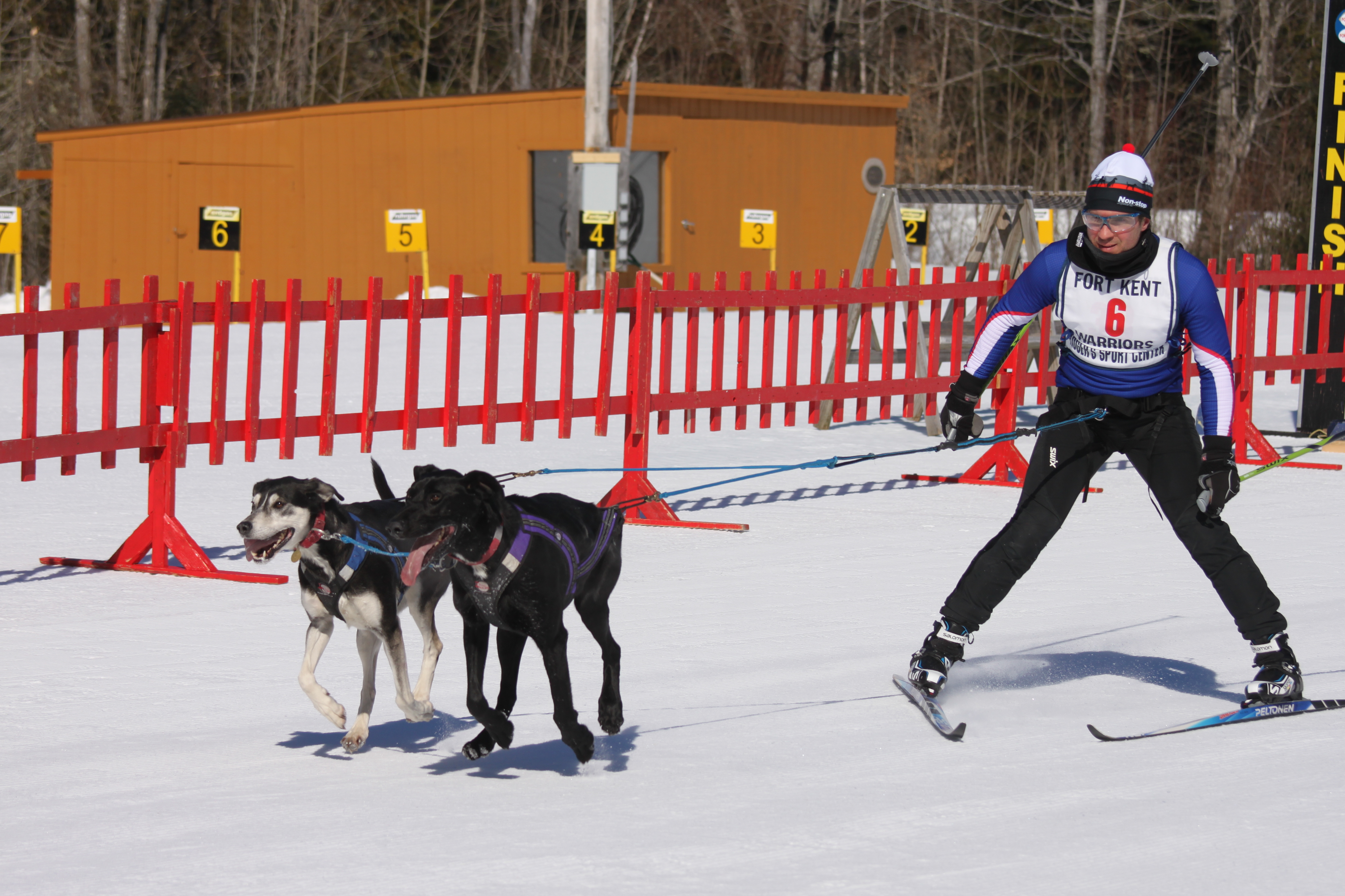 skijoring equipment for dogs