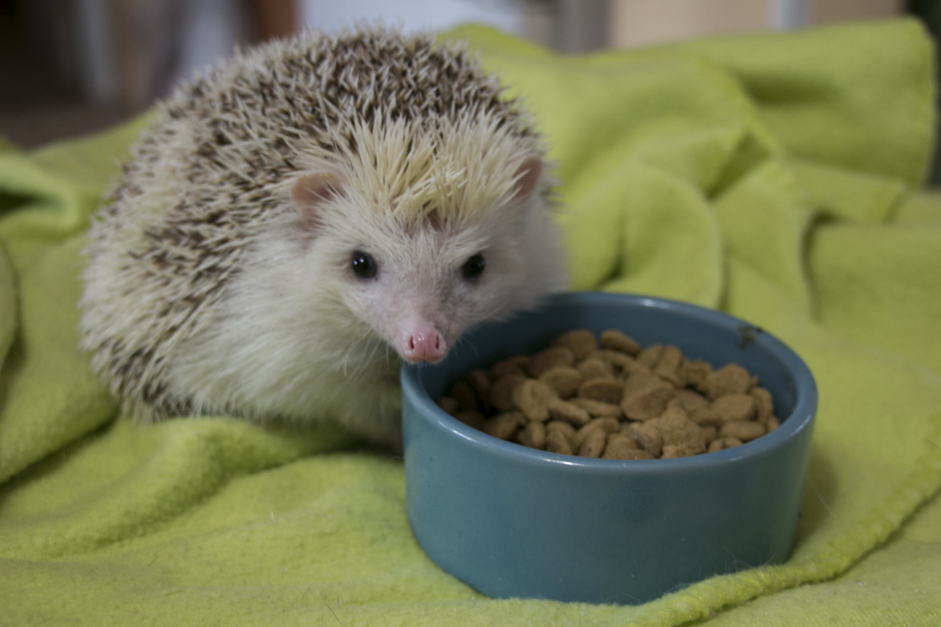 cat biscuits for hedgehogs