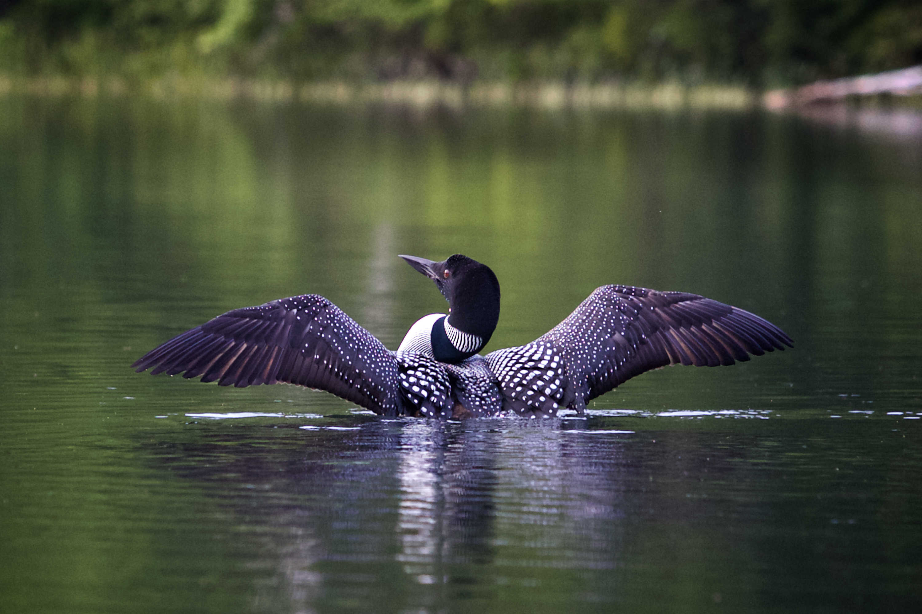 Tell us Where is your favorite place in Maine to see and hear loons?