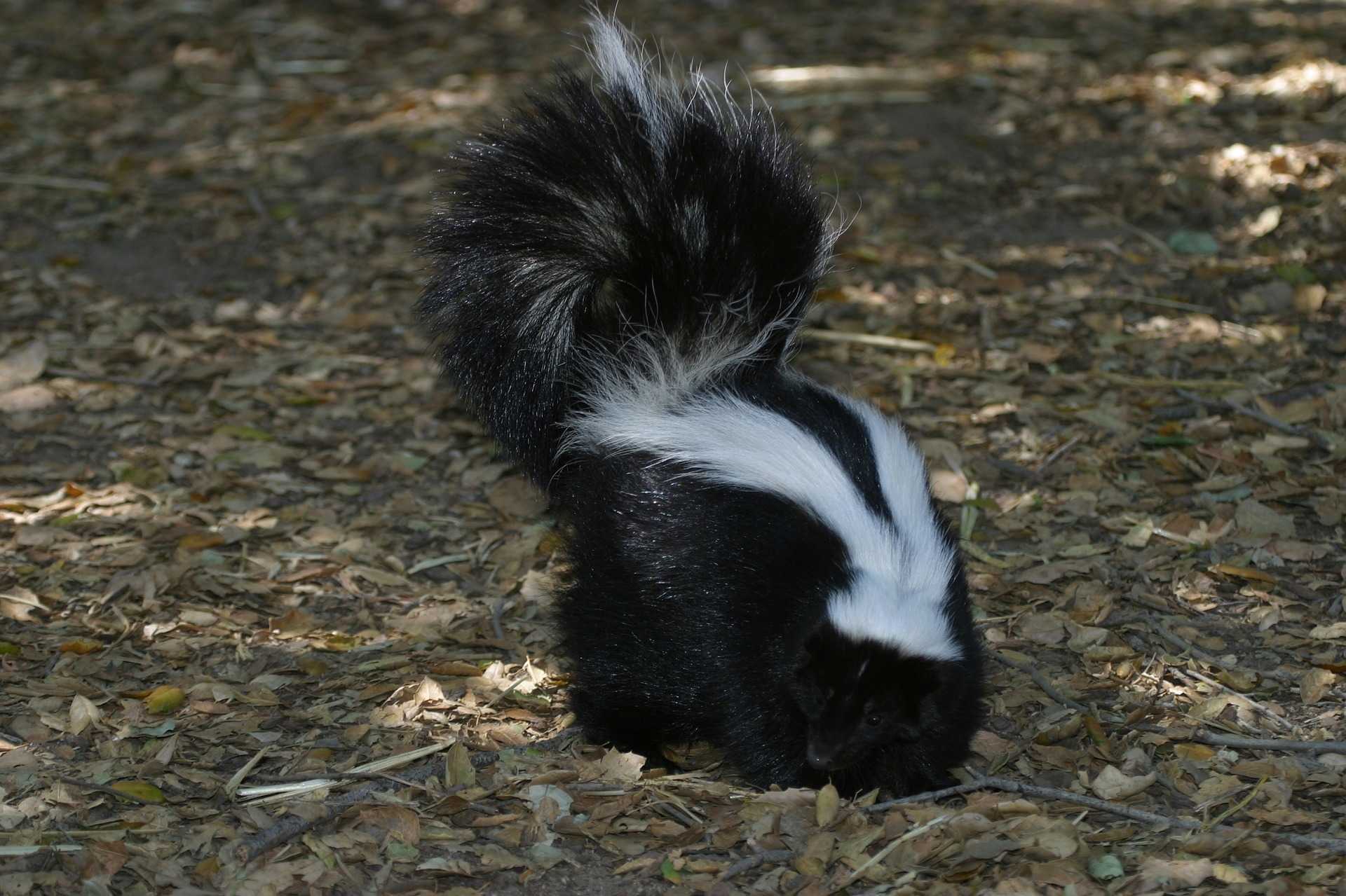 skunk bath