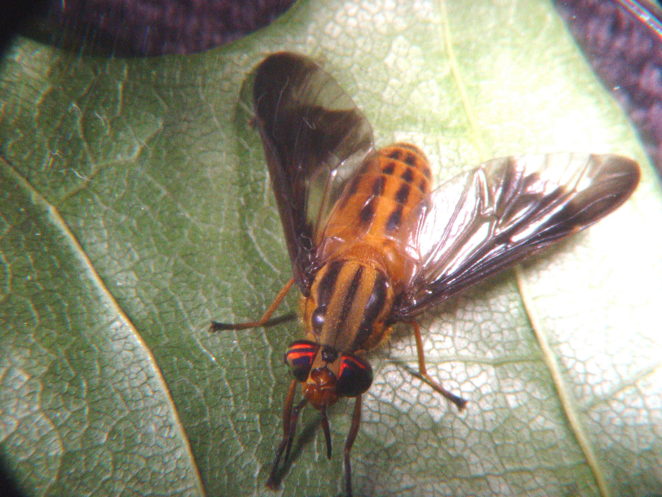 Deer and horse flies can ‘slash their way into your skin’