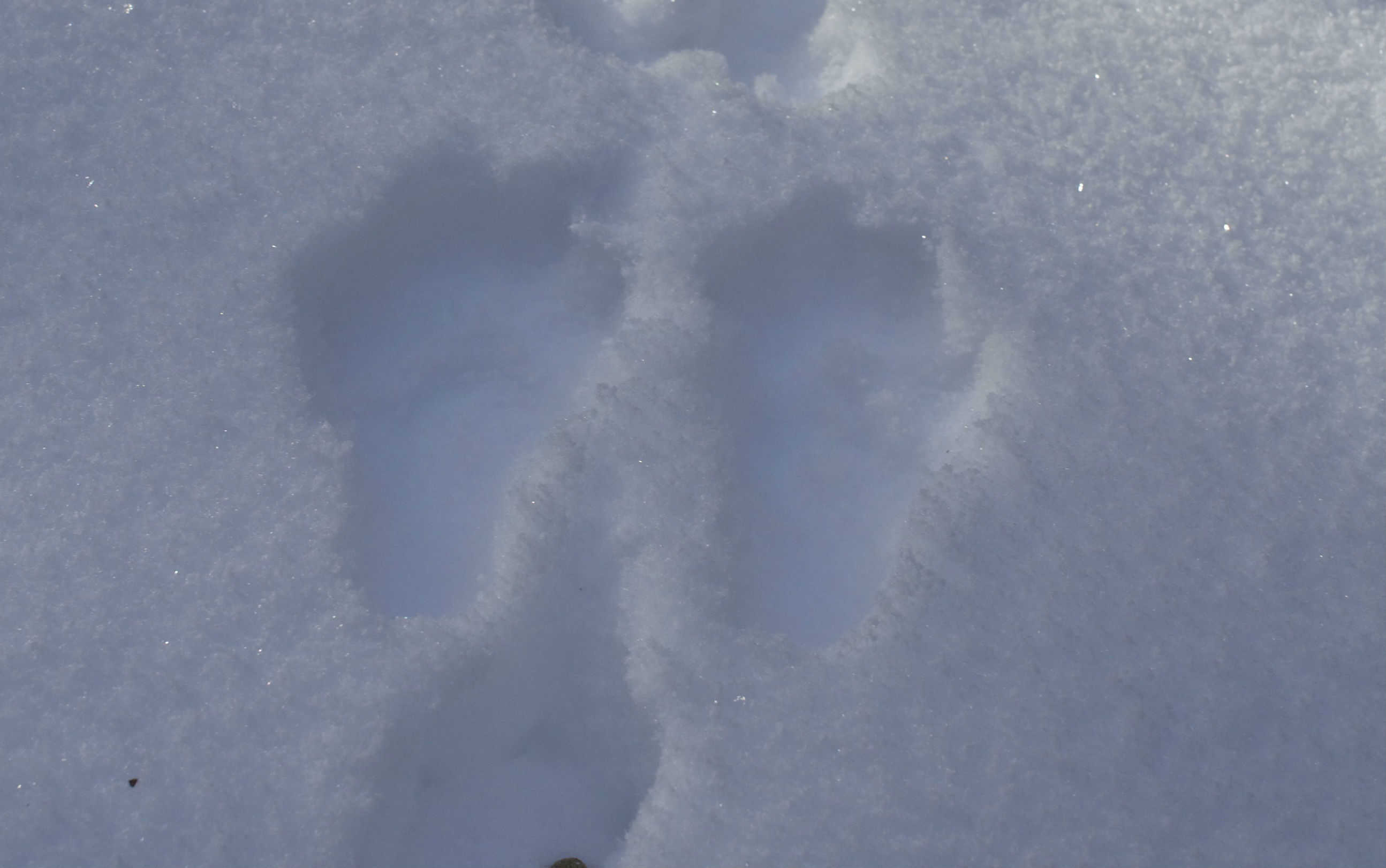 What Do Moose Tracks Look Like in the Snow? Discover the Enigmatic Footprints!