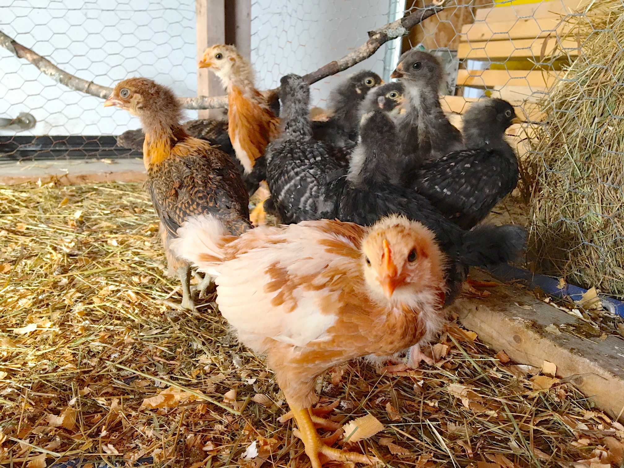 veterinarian for chickens near me
