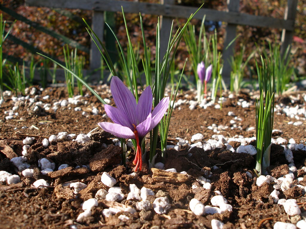 8 unconventional things you can grow this upcoming season